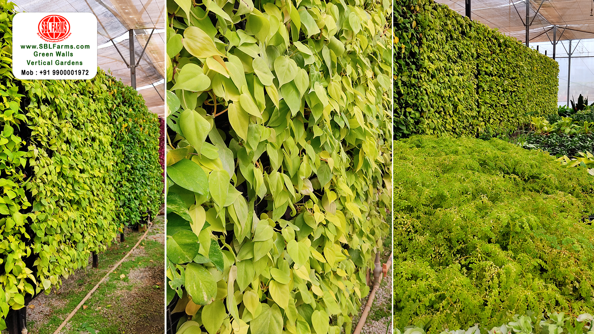 Sbl Farms Green walls and Living walls, Vertical Garden, Bio Curtains